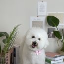 마이유어펫살롱 이미지