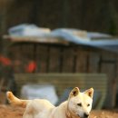 산비나 이미지