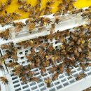 대월농장 이미지