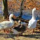 서예 한글B 이미지