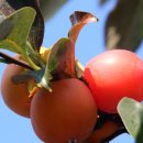 대봉축산 이미지