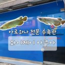 그남자의 수족관 | 수원 행궁동 아로와나 전문 분양 수족관 [와이제이아쿠아] 재방문 홍용 분양 후기