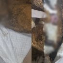 아름다운 애견 이미지