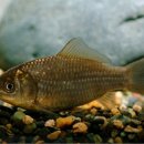 무한가돈 이미지