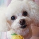 THE예쁘개 이미지