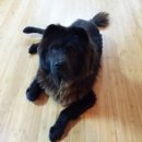 닥터훈트 이미지