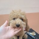 빛나개살롱 이미지