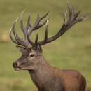 상봉농장 | [녹용] 상봉사슴농장 택배로 녹용 주문후기