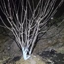 의령군농업기술센터 | 화정농원의 제피나무 재배 ㅡ 산초깻묵 액비 뿌리기