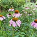 동빙고(근린공원) 이미지