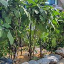 햇빛펜션 이미지