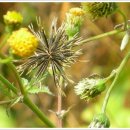 도깨비풀 이미지