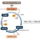 라라올라 이미지