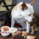 안녕강아지야 | 강아지 초콜릿 먹었을때 병원갔던 후기