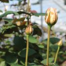 예송 농장 이미지