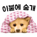 착하개 이미지