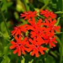 홍련봉공원 이미지