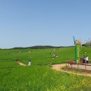 고창 청보리밭축제(4/20~5/12) 이미지