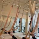 더 올 요가 | [송도요가/송도플라잉요가]🐶 올플라잉요가 첫 유기견 전액 기부 클래스 후기