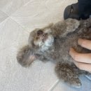 귀빈펫살롱 이미지