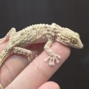 지에스25 성남황금타운점 | 황금빛 고퀄리티 무리쉬게코 입고되었습니다!