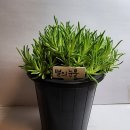백화 이미지