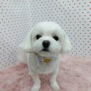 펫피파니 이미지