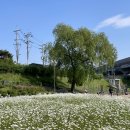경의중앙선 하부 체육공원 | 서울 근교 가볼만한곳! 숨겨진 포토존, 도농체육공원 실시간 개화 현황 (주차, 수레국화)