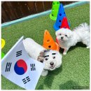 부산애견호텔 강아지 유치원 맘바이 서면본점 | 부산애견유치원 추천 우리 강아지가 달라졌어요 부산애견호텔 강아지유치원 맘바이 서면본점