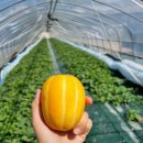 빈이네농장 이미지