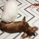 까까먹개 이미지