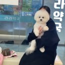 베리굿동물병원 네이버블로그