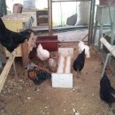 대곡농장 이미지