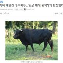 일제에 빼앗긴 ‘제주흑우’…“82년 만에 완벽하게 되찾았다” 이미지