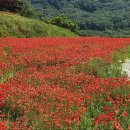 5월12일(화) 옥정호 붕어섬 작약축제, 요산공원 양귀비,전주수목원(한국도로공사)) 갑니다 이미지