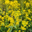 색달동-19 | [제주] 3월 4월 제주 유채꽃 명소 ① 산방산, 엉덩물 계곡 여행후기