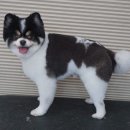 진접애견미용 이미지