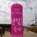천일홍축제 이미지