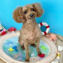 애견미용실 몽자네 이미지