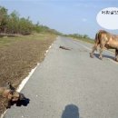 황소 - 순천시 | 황소
