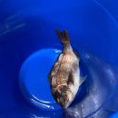 도깨비회수산 이미지