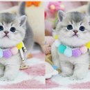 강남고양이분양 스타돌스 | 브리티쉬숏헤어와 먼치킨숏레그, 강남고양이분양 스타돌스에서 만난 매력적인 고양이들