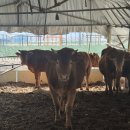 도동농장 이미지