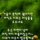 단풍이야기