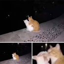 낭만고양이 이미지