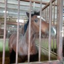 용인목장 이미지