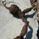 신농바이오