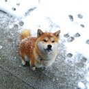 왕초켄넬 이미지