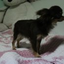 나무타는고양이 구경하는강아지 이미지