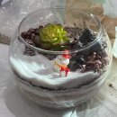 [옥정]힐링원예 「화기와 식물」 | 다육테라리움 정서안정수업으로 마음을 치유하는 힐링 클래스 ✨